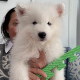 Hunter (Dark green Boy) - White male Samoyed puppy in White Bear Lake, Minnesota from Nakawe (nah-COW-weh) Samoyeds