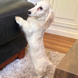 Dolly - Cream female Dachshund puppy in Visalia, Kentucky from DachGraston Dachshunds