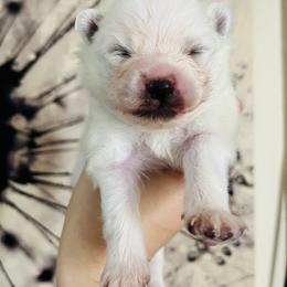 Theodor - White male Pomeranian puppy in St. Louis, Missouri from Saint Louis Pomeranian babies