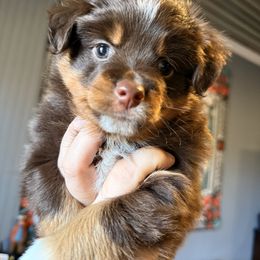Wednesday - Red tri female Miniature Australian Shepherd puppy in Buchanan, Georgia from Stanleyville Farm Mini Aussies
