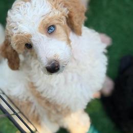 Feta - Red and white female Cocker Spaniel puppy in Nixa, Missouri from LoElls Cocker Spaniels
