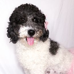 Luna - Sheepadoodle
