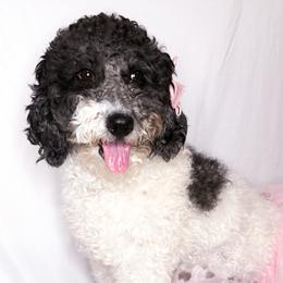 Luna - Sheepadoodle