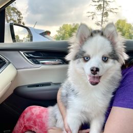 Sushi - Pomsky