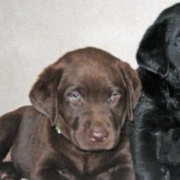 Dilute Retrievers and Labrador Retrievers from Labrador Retriever Puppies