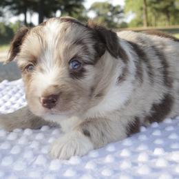 Apple Jacks - Red merle Miniature Australian Shepherd puppy in Paris, Texas from Kuttin’ Up Mini Aussies