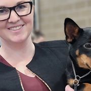 Australian Shepherds and Lancashire Heelers from Benoit Australian Shepherds