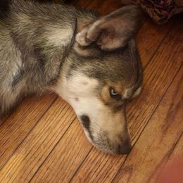 Siberian Husky Puppies from Harrington's Huskies