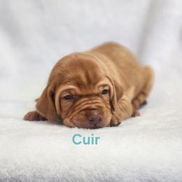 Dragon 5 - Golden rust female Vizsla puppy in Kentucky from Willow Ridge Kennel