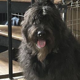 Sonja - Bouvier des Flandres