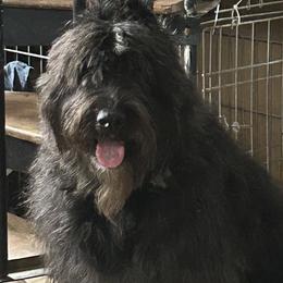 Sonja - Bouvier des Flandres