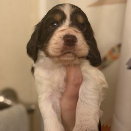 Arkansas ( Ark) - Liver white and tan male English Springer Spaniel puppy in Huntingdon, Pennsylvania from Indian Creek Springers and Doxies