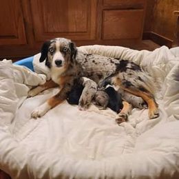 Belle - Miniature Australian Shepherd