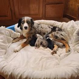 Belle - Miniature Australian Shepherd