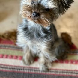 Yorkshire Terrier Puppies from Empress Kiss Yorkies