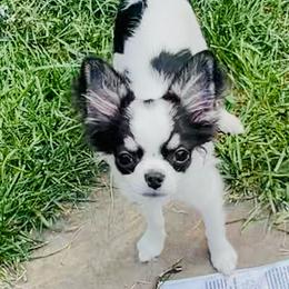 George - Black and white male Chihuahua puppy in Morrisville, North Carolina from Mozzafiato Chihuahuas