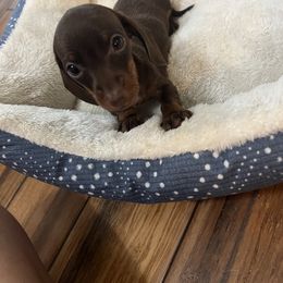 Dachshund Puppies from Cadie Bounds