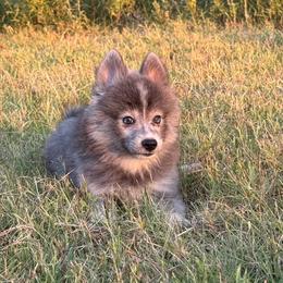 Tyria wolf silver - Silver female Pomsky puppy in Perkins, Oklahoma from A-Dream Pomsky Kennel