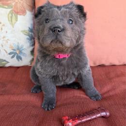 Sapphire - Blue dilute female Chinese Shar-Pei puppy in Auburn, Kansas from Justin's Chinese Shar-Pei