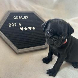 Boy 4 - Black male Pug puppy in Norborne, Missouri from Pug Palace