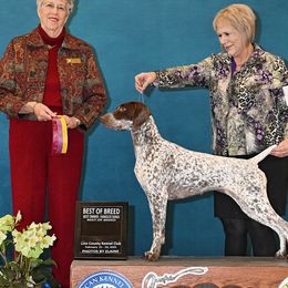 German Shorthaired Pointers from I Just B GSP's