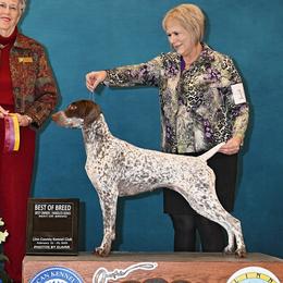 German Shorthaired Pointers from I Just B GSP's