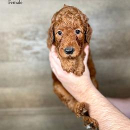 Ivey - Red  female Goldendoodle puppy in Abilene, Texas from Mesquite Kennels
