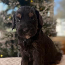 Muffin - Tri-color female Australian Labradoodle puppy in Londonderry, New Hampshire from Granite State Labradoodles