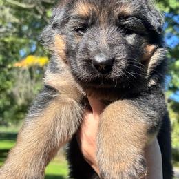 Girl 1 - Black and red female German Shepherd puppy in Lordstown, Ohio from Jewels German Shepherd