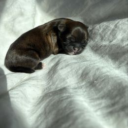 Donald Duck - Brindle male Shih Tzu puppy in Las Vegas, Nevada from Vegas Shih Tzus