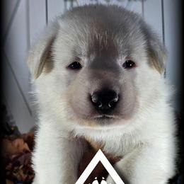 Sullivan - White male German Shepherd puppy in Sequim, Washington from German Shepherd Haus