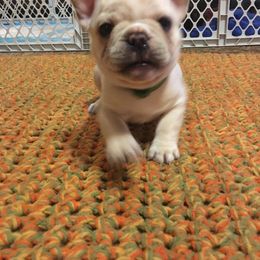 French Bulldog Puppies from Du Bone Frenchies & Pet Services