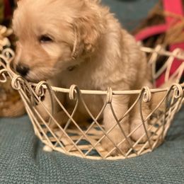 Goldendoodle Puppies from Toneytails Doodles