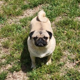 Pita - Pug