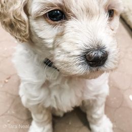 Goldendoodle Puppies from Coal Country Doodles