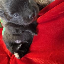 Bobo - Black male Pomeranian puppy in Munford, Alabama from The Pom Patch