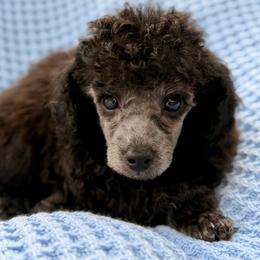 Elsie - AKC - Silver female Poodle puppy in Flagstaff, Arizona from Fido Dei Poodles