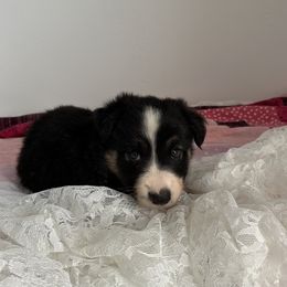 Paris - Black and white female Border Collie puppy in Henagar, Alabama from Ridge Kap Border Collies