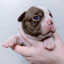 Baby Aerith - Seal and white female Boston Terrier puppy in Kingsport, Tennessee from Sleepwalker Bostons