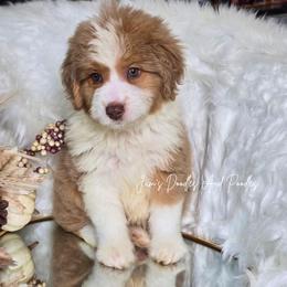 Will Scarlett - Brown merle male Aussiedoodle puppy in Cleveland, Georgia from Jam's Doodles And Poodles