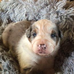 Girl 2 - Blue merle female Australian Shepherd puppy in Drumore, Pennsylvania from Susquehannock Aussies