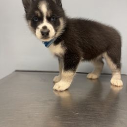 Siberian Husky Puppies from KD Husky Family
