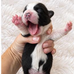 Pearl - Black and white female Cardigan Welsh Corgi puppy in Kerens, West Virginia from Leather & Lace