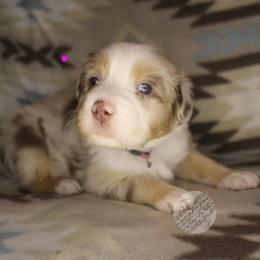 Marcie - Red merle female Australian Shepherd puppy in Yoder, Colorado from Tréad Tines Aussies