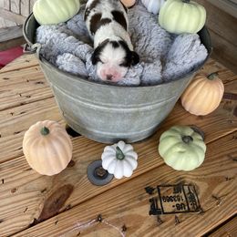 English Springer Spaniel Puppies from Cedar Ridge Kennels