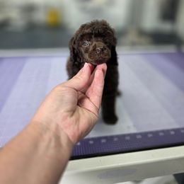 KitKat - Brown female Poodle puppy in Parker, Colorado from Pawsh K9’s