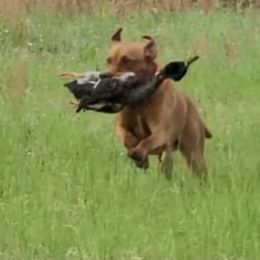 Labrador Retrievers from Rushton's Doggie Acres Kennels