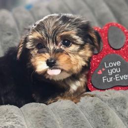 Teacup Girl 2 - Black and tan female Yorkshire Terrier puppy in Thornville, Ohio from My precious yorkies