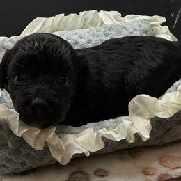 Jett - Black male Maltipoo puppy in Colonial Beach, Virginia from BeachRidge Pups