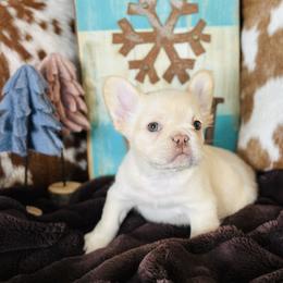 Fluffy Cream - Fawn and white male French Bulldog puppy in Jordan Valley, Oregon from Floating Feather Frenchies
